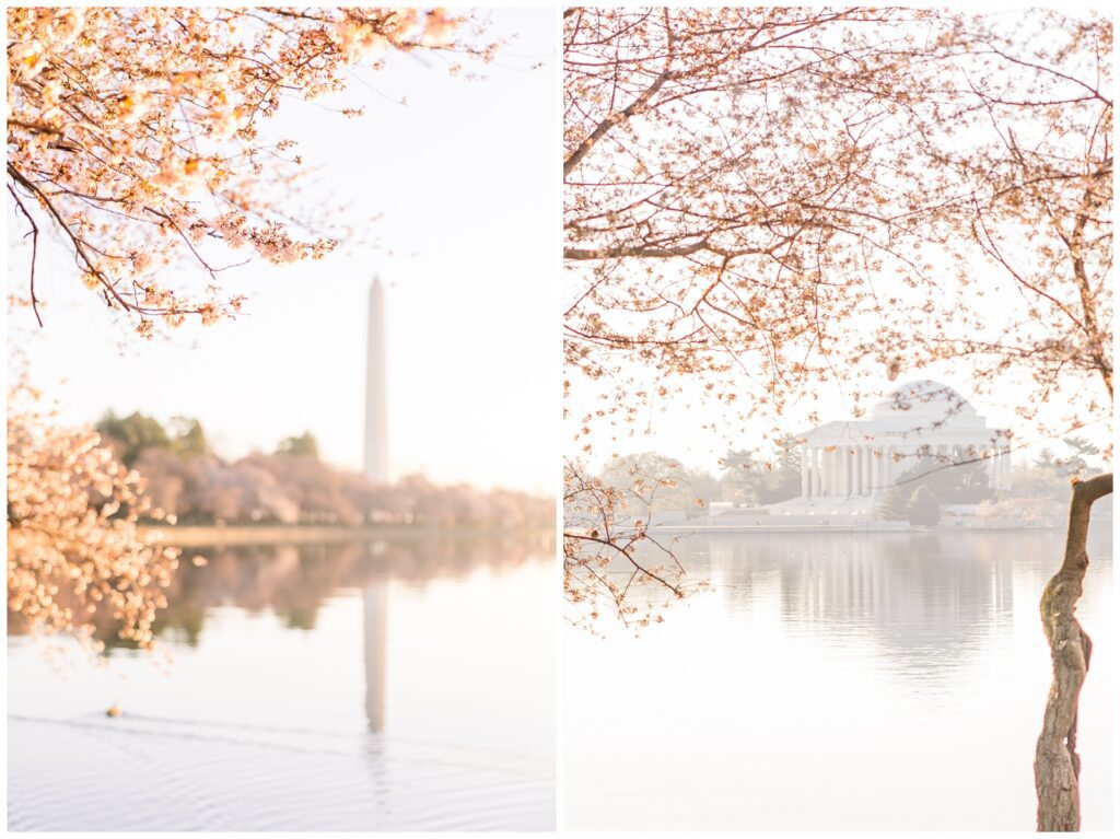 Washington Monument and Jefferson Memorial with cherry blossoms