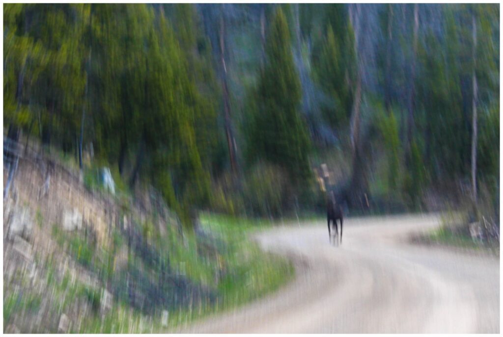 Blurry moose picture while learning to shoot in manual mode