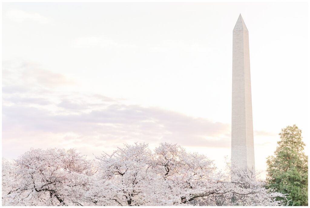 The Washington Monument surrounded by cherry blossoms at sunrise