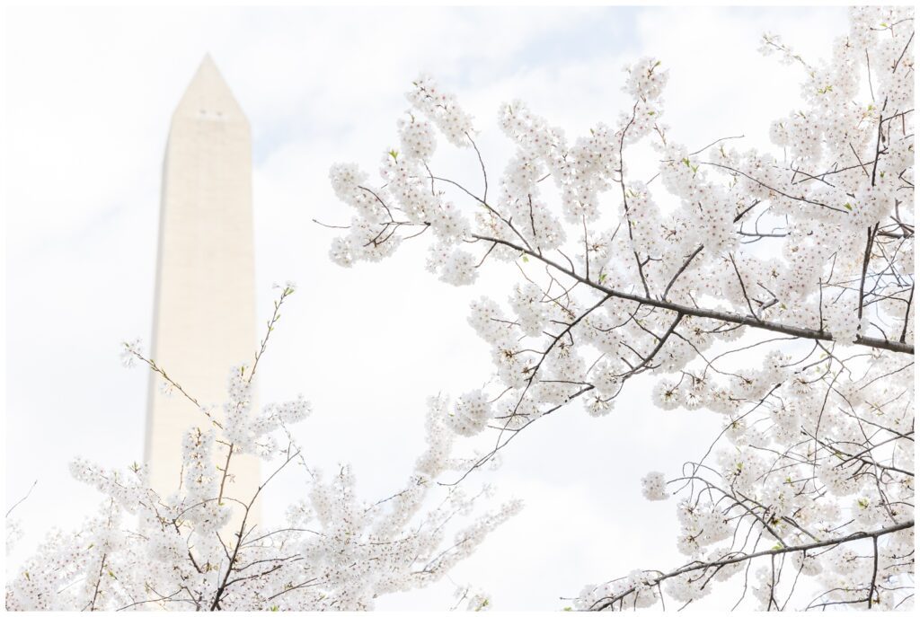 Washington Monument with cherry blossoms in the foreground