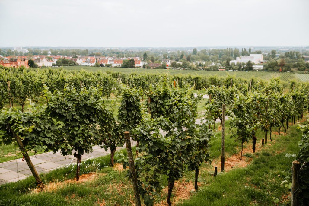 Image of Hoccheim Am Main Vineyard in Lynde Elise Photography's Wiesbaden, Germany photography spotlight