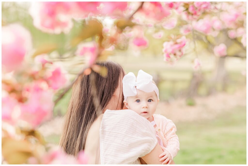 Baby peeking over her mom's shoulder in a grove of Kwanzan cherry blossoms at Hains Point