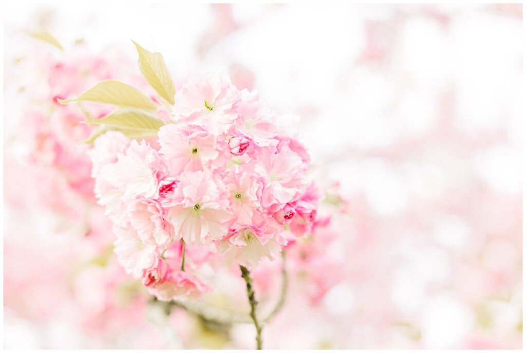 Close up shot of Kwanzan cherry blossoms at Hains Point