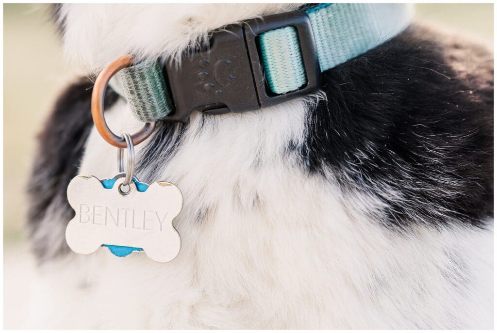 Close up of dog's collar during Castle Rock family photos
